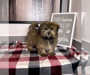 Cavapoo Puppy for sale in FRANKLIN, IN, USA