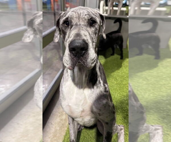 Medium Photo #1 Great Dane Puppy For Sale in Alexander, AR, USA