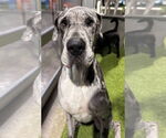 Small Great Dane