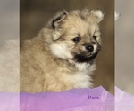 Small Photo #7 Pomeranian Puppy For Sale in BLUFORD, IL, USA