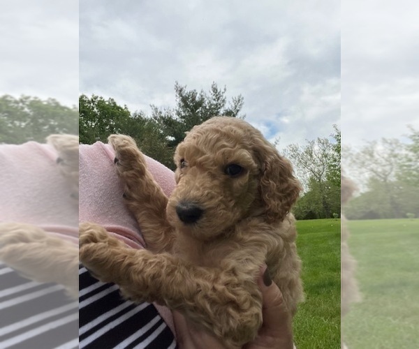 Medium Photo #1 Poodle (Standard) Puppy For Sale in BROWNSBURG, IN, USA