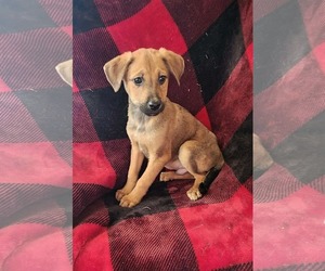 Shepradors Dogs for adoption in SHERBURNE, NY, USA