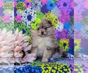 Pomeranian Puppy for sale in CHRISTIANA, PA, USA