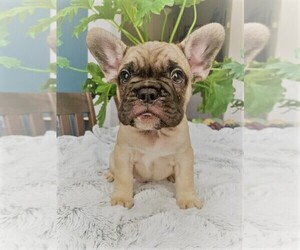 French Bulldog Puppy for sale in CLAYTON, CA, USA