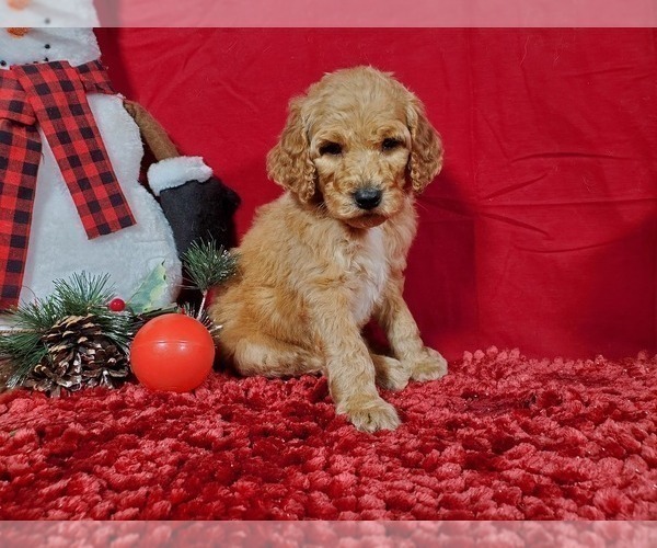 Medium Photo #4 Poodle (Standard) Puppy For Sale in COLORADO SPRINGS, CO, USA