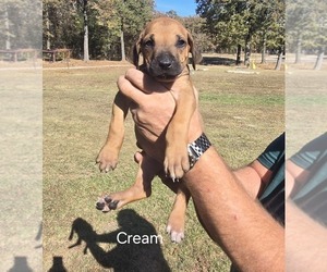 Rhodesian Ridgeback Puppy for sale in ALBA, TX, USA