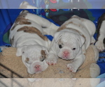 Small Photo #17 English Bulldog Puppy For Sale in NAMPA, ID, USA