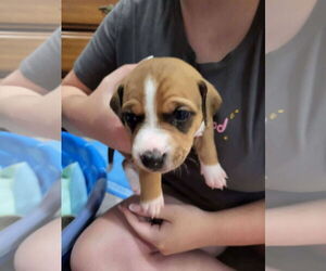 American Pit Bull Terrier-Unknown Mix Dogs for adoption in Oakhurst, NJ, USA