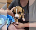 Small American Pit Bull Terrier Mix