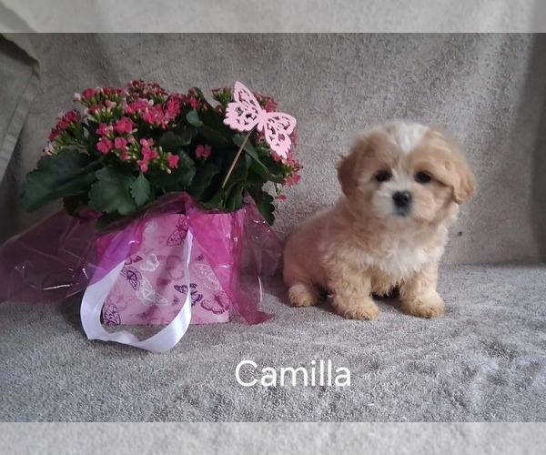 Medium Photo #3 Zuchon Puppy For Sale in MOUNT PLEASANT, MI, USA
