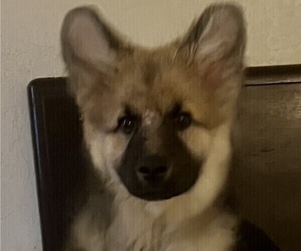 Medium Photo #5 King Shepherd Puppy For Sale in GRAND CANYON CAVERNS, AZ, USA