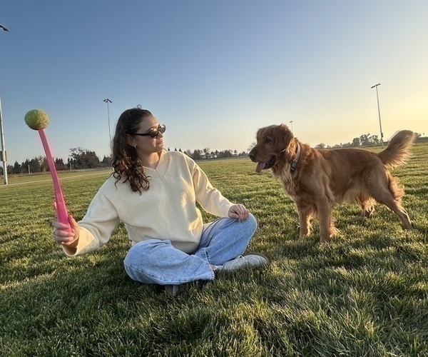 Medium Photo #33 Golden Retriever Puppy For Sale in SACRAMENTO, CA, USA