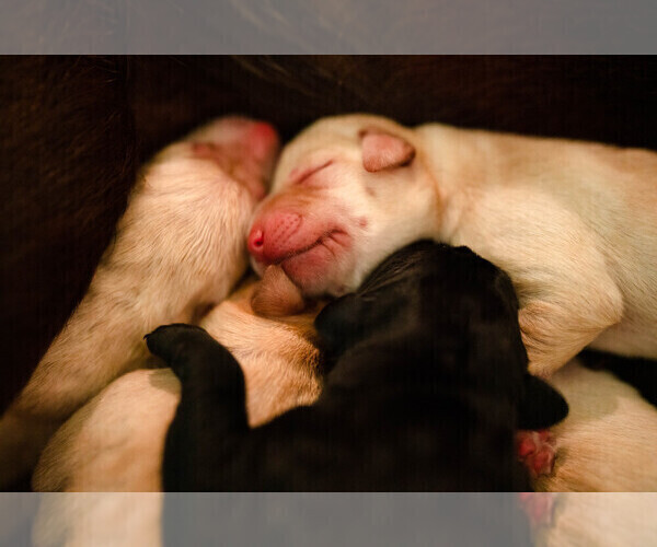 Medium Photo #10 Labrador Retriever Puppy For Sale in CARSON CITY, NV, USA