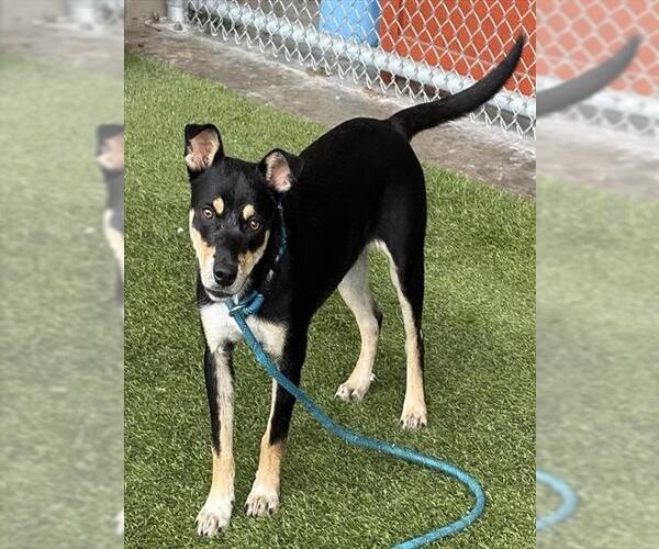 Medium Photo #2 Australian Kelpie-Unknown Mix Puppy For Sale in Baytown, TX, USA