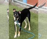 Small #1 Australian Kelpie Mix