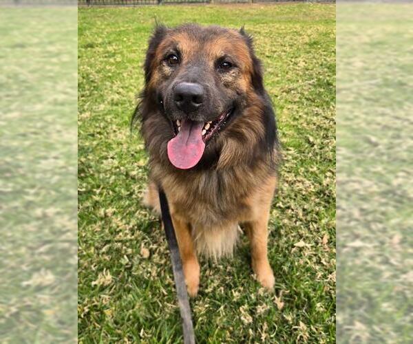 Medium Photo #1 Australian Shepherd-German Shepherd Dog Mix Puppy For Sale in Riverside, CA, USA