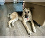 Small #6 German Shepherd Dog