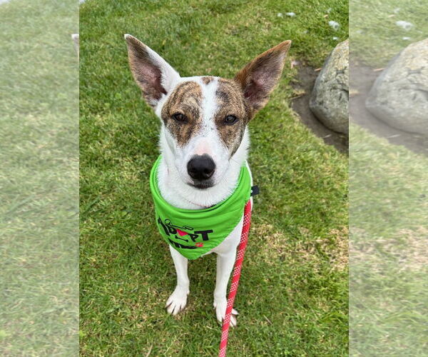 Medium Photo #4 Jack Russell Terrier-Whippet Mix Puppy For Sale in Newport Beach, CA, USA