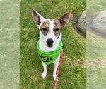 Small #3 Jack Russell Terrier-Whippet Mix