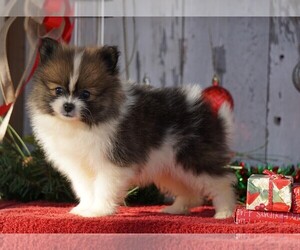 Pomeranian Puppy for sale in FREDERICKSBG, OH, USA