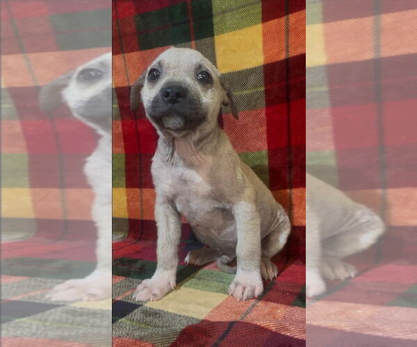 Medium Photo #1 Mutt Puppy For Sale in The Woodlands, TX, USA