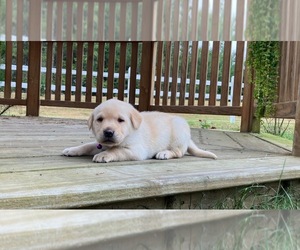 Labrador Retriever Puppy for sale in AUGUSTA, WI, USA