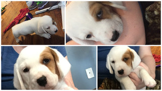 Ba-Shar Puppy for sale in PARKVILLE, MD, USA