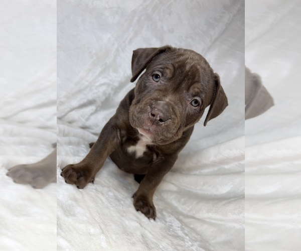 Medium Photo #2 American Bully Puppy For Sale in MANSFIELD, OH, USA