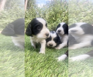 English Springer Spaniel Puppy for sale in FALLBROOK, CA, USA