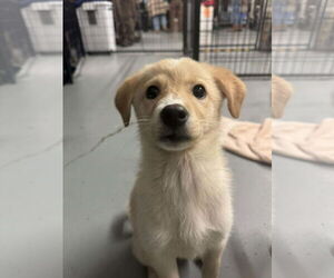 Retriever -Unknown Mix Dogs for adoption in Anchorage, AK, USA