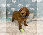 Small #5 Goldendoodle mix (+ Poodle Miniature)