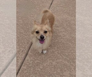 Chihuahua-Unknown Mix Dogs for adoption in Glendale , AZ, USA