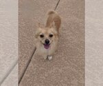Small Photo #1 Chihuahua-Unknown Mix Puppy For Sale in Glendale , AZ, USA