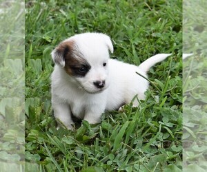 Jack Russell Terrier Puppy for sale in APPLE GROVE, WV, USA