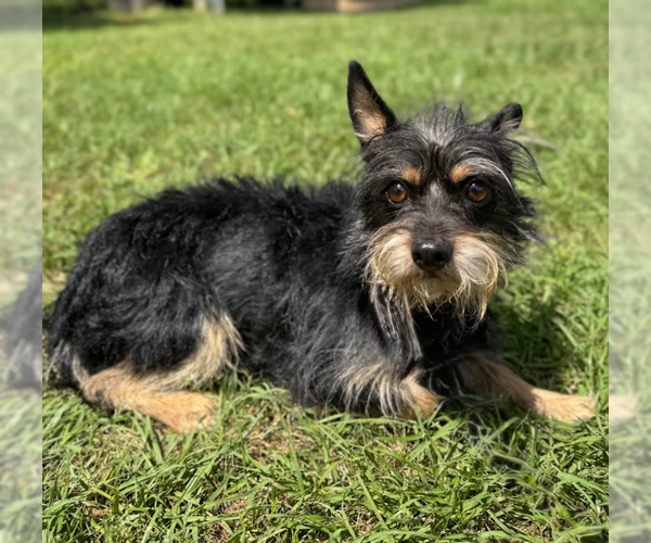 Medium Photo #1 Mutt Puppy For Sale in Cranston, RI, USA