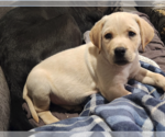 Small #1 Labrador Retriever Mix
