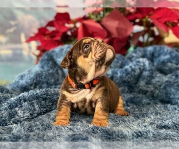 Medium Photo #6 English Bulldog Puppy For Sale in OOLOGAH, OK, USA