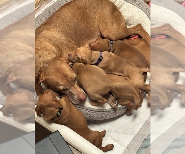 Medium Photo #5 Vizsla Puppy For Sale in SHEPHERDSVILLE, KY, USA