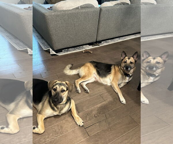 Medium Photo #2 German Shepherd Dog-Unknown Mix Puppy For Sale in La Grange , NC, USA