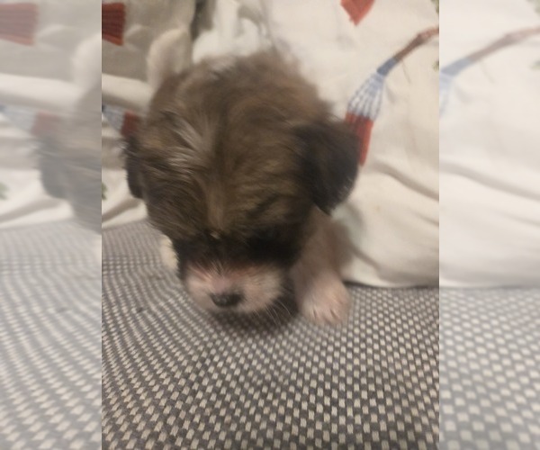 Medium Photo #37 Maltipom Puppy For Sale in HUDSON, MA, USA