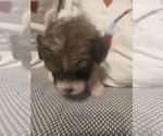 Small #36 Maltipom