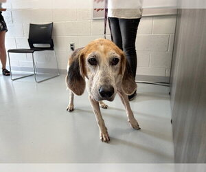 Treeing Walker Coonhound Dogs for adoption in Ocala, FL, USA