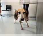 Small Treeing Walker Coonhound