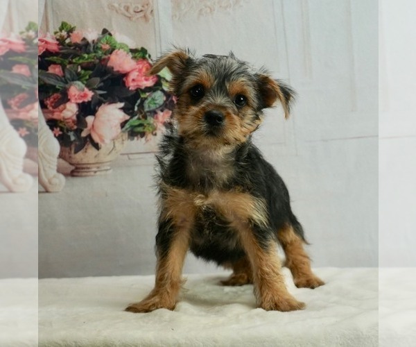 Medium Photo #2 Morkie Puppy For Sale in WARSAW, IN, USA