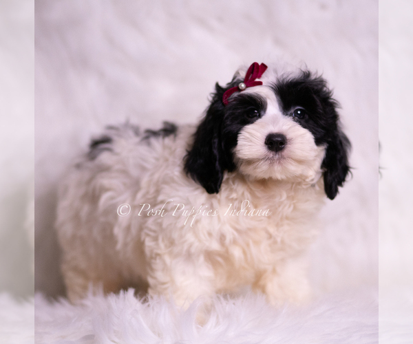 Medium Photo #63 Goldendoodle (Miniature) Puppy For Sale in WARSAW, IN, USA