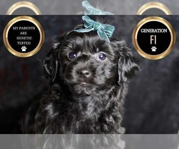 Medium Photo #6 YorkiePoo Puppy For Sale in WARSAW, IN, USA