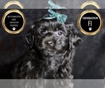 Small #5 YorkiePoo