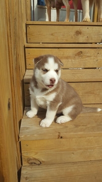 Medium Photo #1 Siberian Husky Puppy For Sale in LOUISBURG, NC, USA