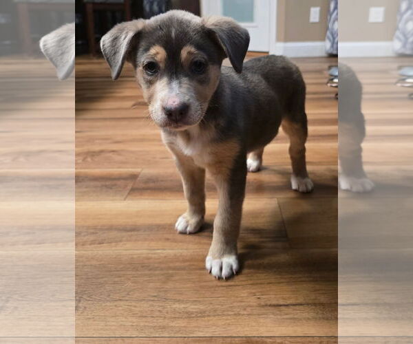 Medium Photo #2 Siberian Husky-Unknown Mix Puppy For Sale in Hillsboro, MO, USA