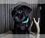 Small Photo #7 Labrador Retriever Puppy For Sale in STROUD, OK, USA